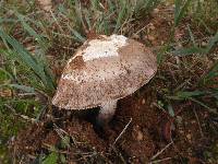 Amanita sect. Vaginatae image