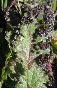 Physarum cinereum image