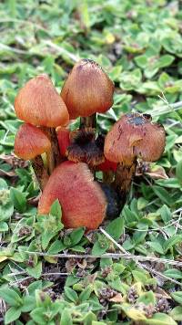 Hygrocybe cortinata image