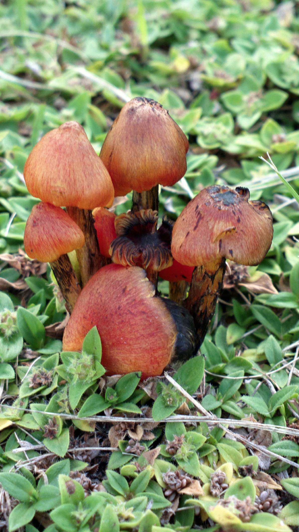 Hygrocybe cortinata image