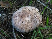 Agaricus cupreobrunneus image