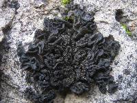 Collema auriforme image