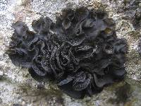 Collema subflaccidum image