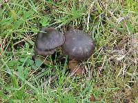 Entoloma sericeum image