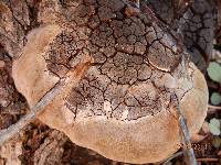 Phellinus everhartii image