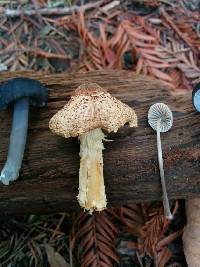 Lepiota magnispora image