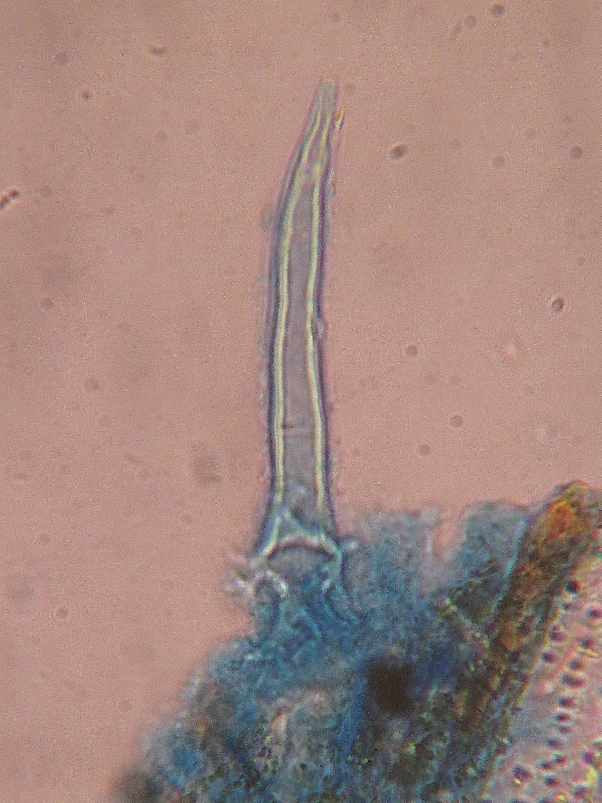 Litschauerella clematidis image