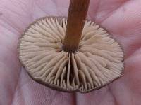 Entoloma sericeum image