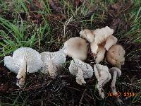 Clitocybe fragrans image