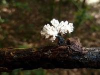 Xylocoremium flabelliforme image