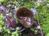 Helvella leucomelaena image