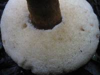 Gyroporus castaneus image