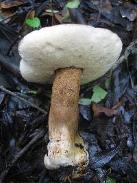 Gyroporus castaneus image