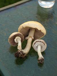 Agaricus arvensis image