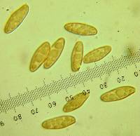 Chroogomphus vinicolor image