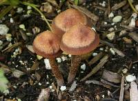 Panaeolus cinctulus image