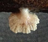 Crepidotus variabilis image