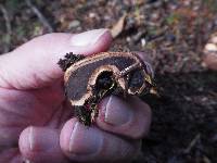 Elaphocordyceps ophioglossoides image