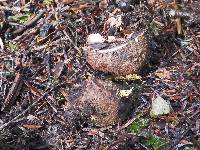 Elaphocordyceps ophioglossoides image