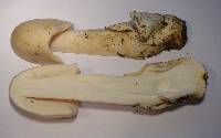 Amanita sect. Vaginatae image