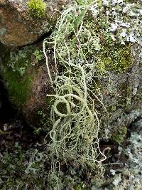 Usnea articulata image