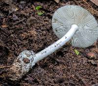 Amanita sect. Vaginatae image