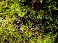 Peltigera polydactylon image