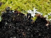 Parmelia saxatilis image