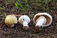 Agaricus albolutescens image