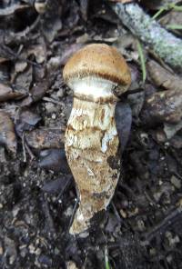 Cortinarius caligatus image