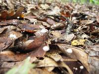 Marasmius capillaris image