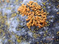 Xanthoria elegans image