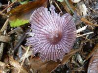 Mycena holoporphyra image