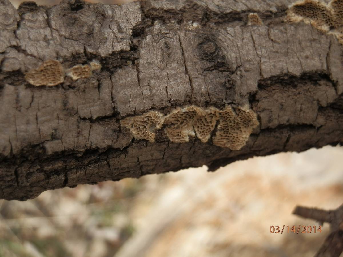 Trametes trogii image