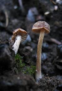 Crassisporium funariophilum image