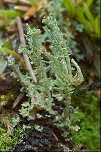 Cladonia gracilis image