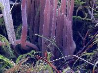 Alloclavaria purpurea image