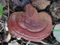 Ganoderma lucidum image