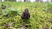 Morchella americana image