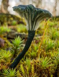 Arrhenia chlorocyanea image