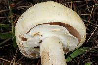 Agaricus albolutescens image