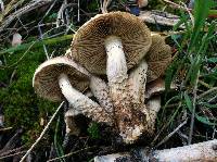 Pholiota terrestris image