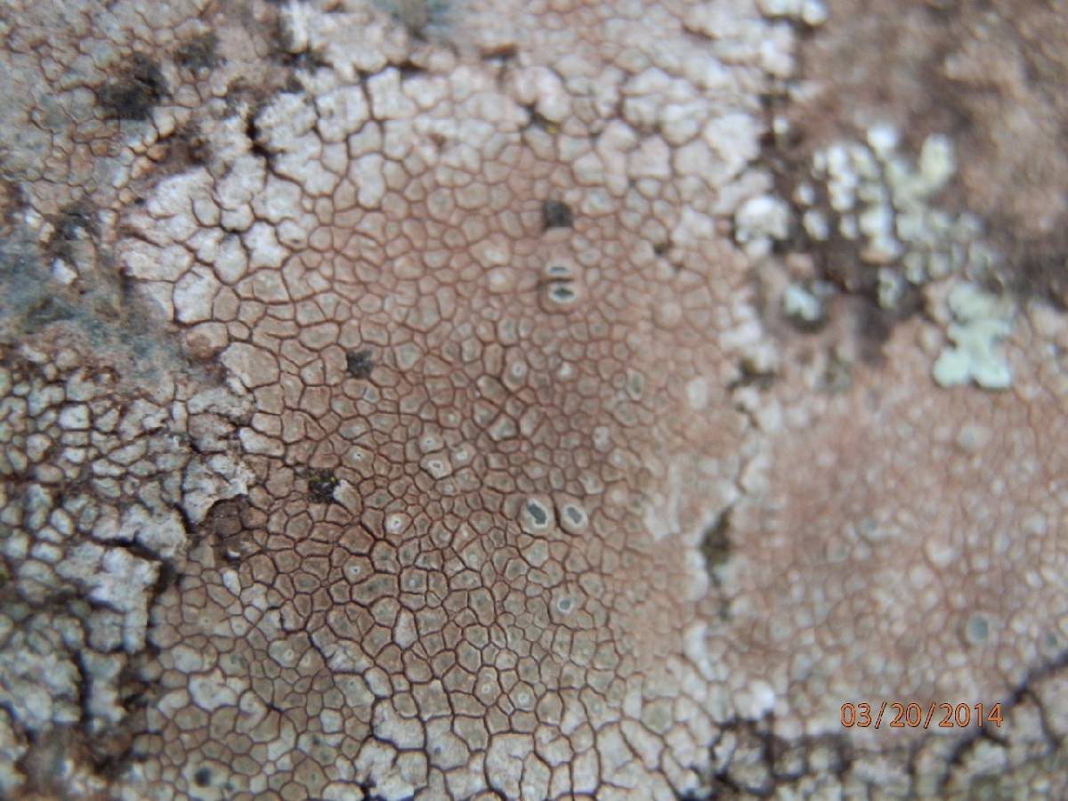 Bellemerea alpina image