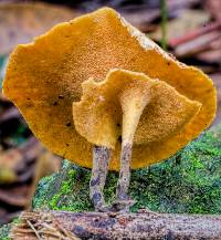 Polyporus leptocephalus image