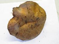 Suillus caerulescens image