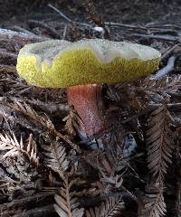 Boletus chrysenteron image