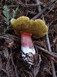 Boletus chrysenteron image