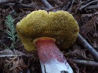Boletus chrysenteron image