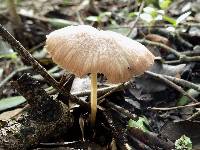 Entoloma roseum image