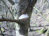 Phellinus pomaceus image